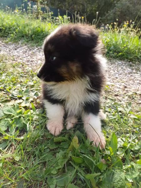 Cuccioli di Australian Shepherd Pastore Australiano  | Foto 1