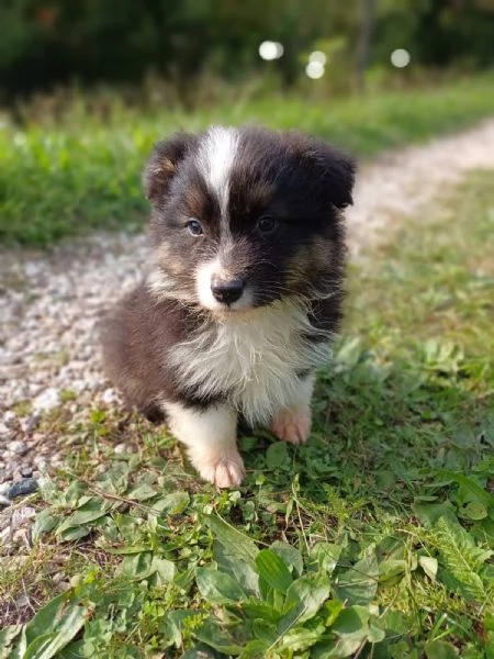 Cuccioli di Australian Shepherd Pastore Australiano  | Foto 0