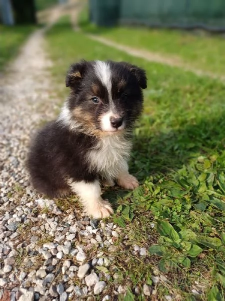 Cuccioli di Australian Shepherd Pastore Australiano 