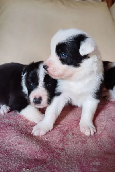 Cuccioli Border Collie  | Foto 4