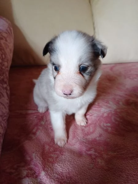 Cuccioli Border Collie  | Foto 3