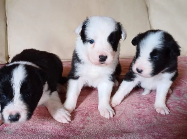 Cuccioli Border Collie  | Foto 1