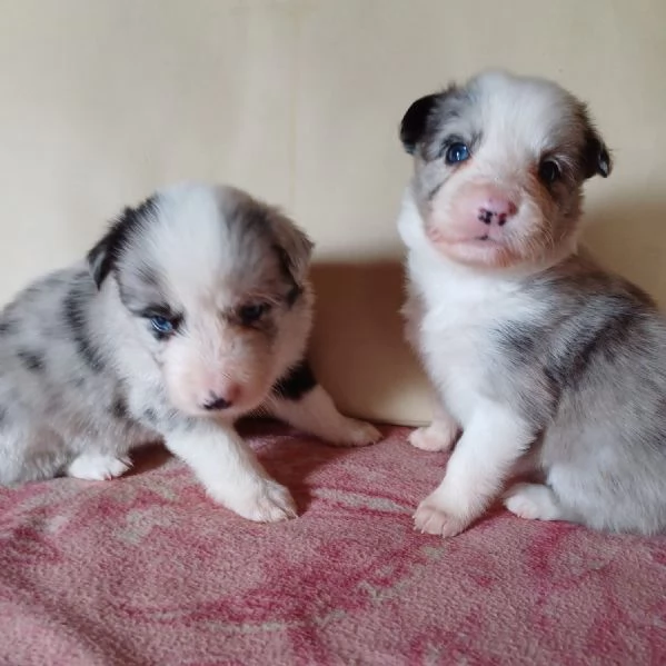 Cuccioli Border Collie 