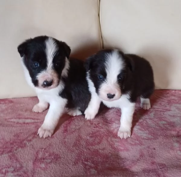 Cuccioli Border Collie  | Foto 0