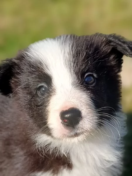 Cuccioli di Border Collie  | Foto 2