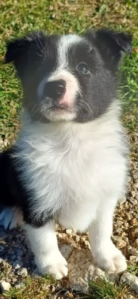 Cuccioli di Border Collie  | Foto 1