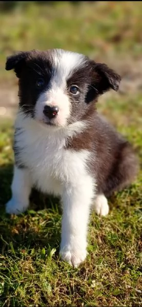 Cuccioli di Border Collie 