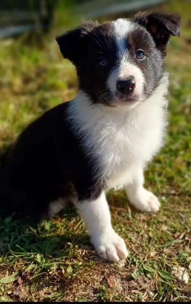 Cuccioli di Border Collie  | Foto 0