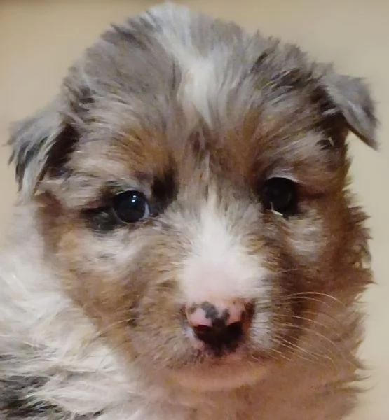 Cuccioli di Australian Shepherd Pastore Australiano  | Foto 4