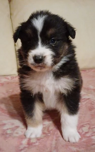 Cuccioli di Australian Shepherd Pastore Australiano  | Foto 3