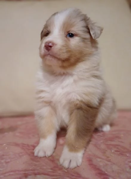 Cuccioli di Australian Shepherd Pastore Australiano  | Foto 1