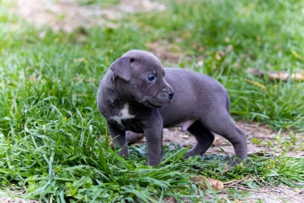 PitBull Terrier cuccioli | Foto 6