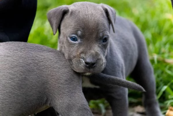 PitBull Terrier cuccioli | Foto 5