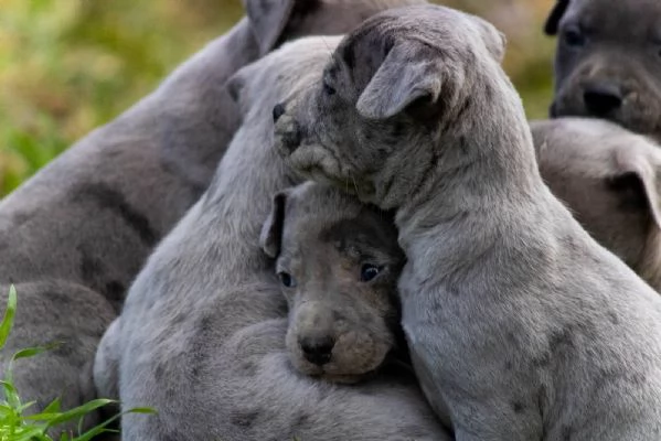 PitBull Terrier cuccioli | Foto 4