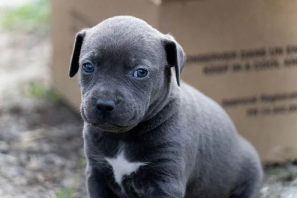 PitBull Terrier cuccioli | Foto 3