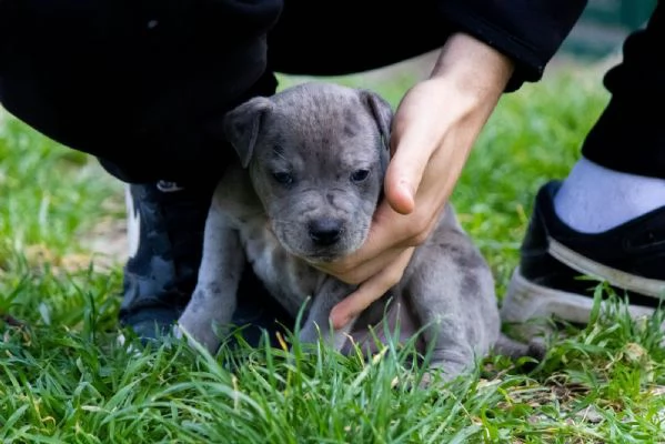PitBull Terrier cuccioli | Foto 2