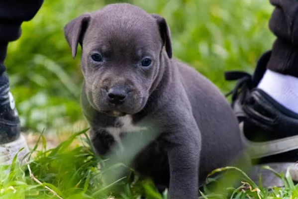 PitBull Terrier cuccioli | Foto 1