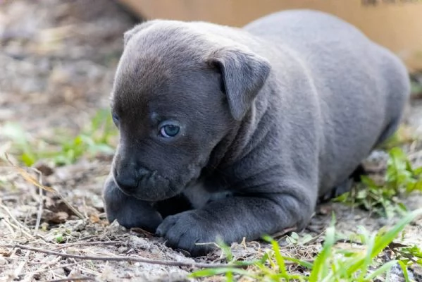 PitBull Terrier cuccioli | Foto 0