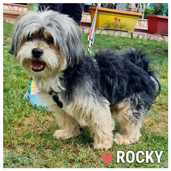 ROCKY dolce cagnolino 4 anni 56 kg cerca casa