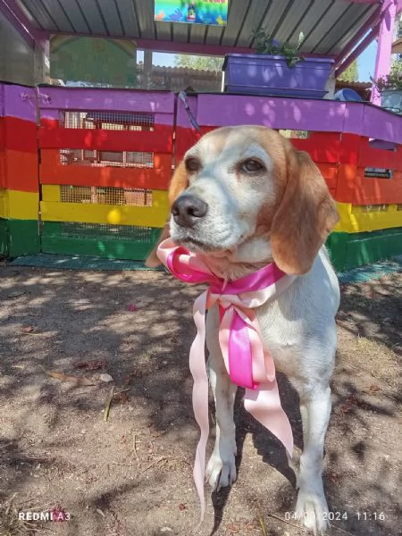 ARIEL dolcissima beagle cerca casa | Foto 0