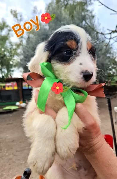 BOY dolce cucciolo spinoncino 2 mesi cerca casa