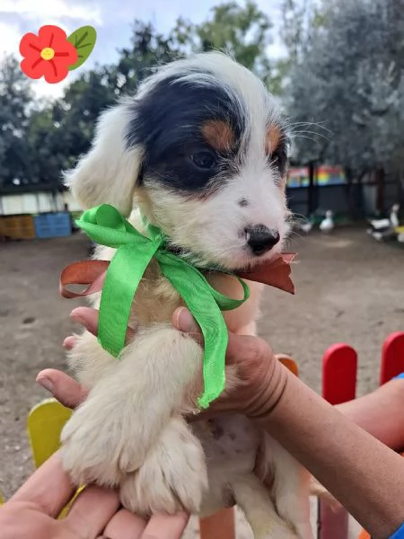 BOY dolce cucciolo spinoncino 2 mesi cerca casa | Foto 1