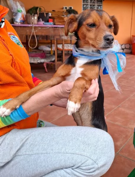 TOBY dolce cucciolo 7 mesi taglia piccola cerca casa | Foto 1