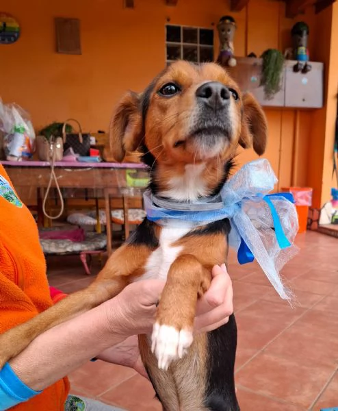 TOBY dolce cucciolo 7 mesi taglia piccola cerca casa | Foto 0