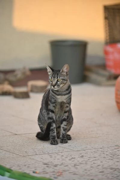 Mowgli il gatto invisibile  | Foto 1