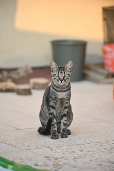 Mowgli il gatto invisibile  | Foto 0