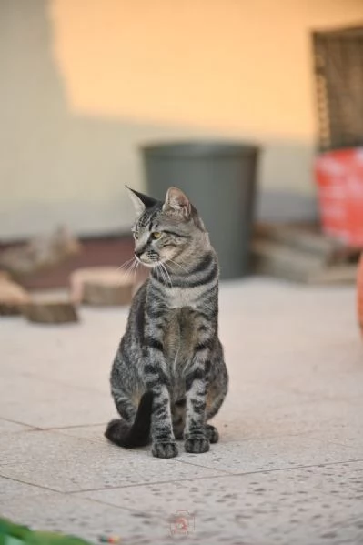 Mowgli il gatto nella giungla cittadina | Foto 0