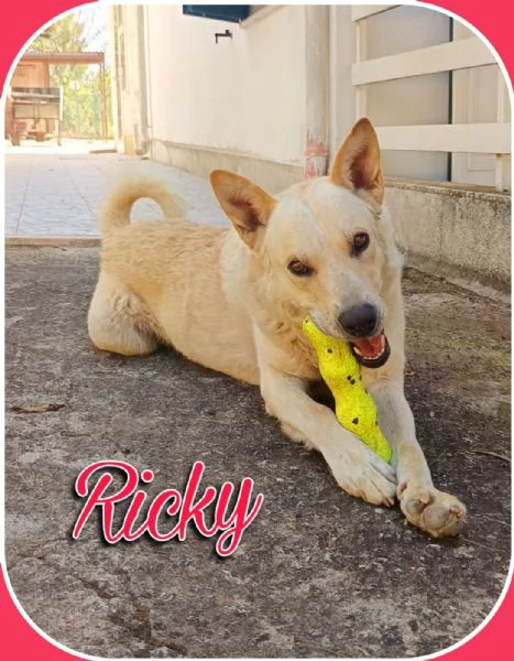 Ricky un meraviglioso lupetto dal manto dorato 