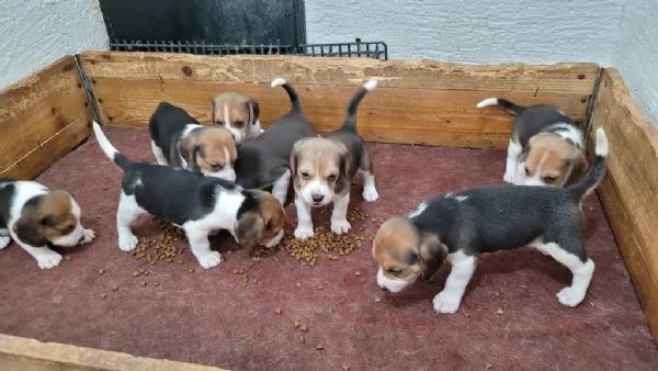 Regalo cuccioli beagle whAtsapp hidden55  | Foto 2