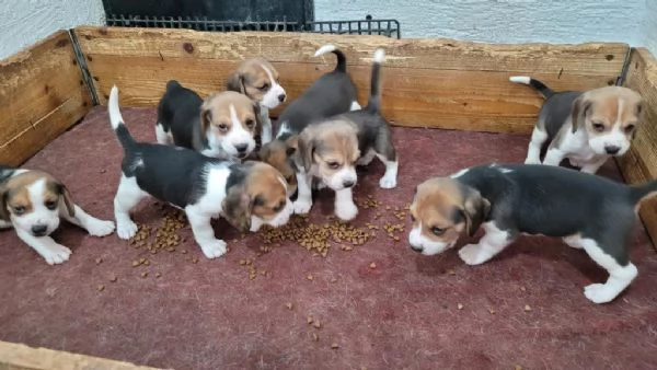 Regalo cuccioli beagle whAtsapp hidden55  | Foto 1