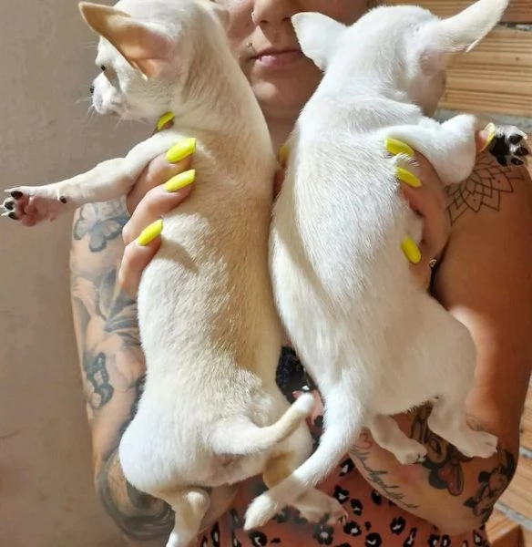 Regalo cuccioli di chihuahua whAtsapp hidden55  | Foto 0