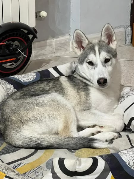 Husky Siberiano  | Foto 5