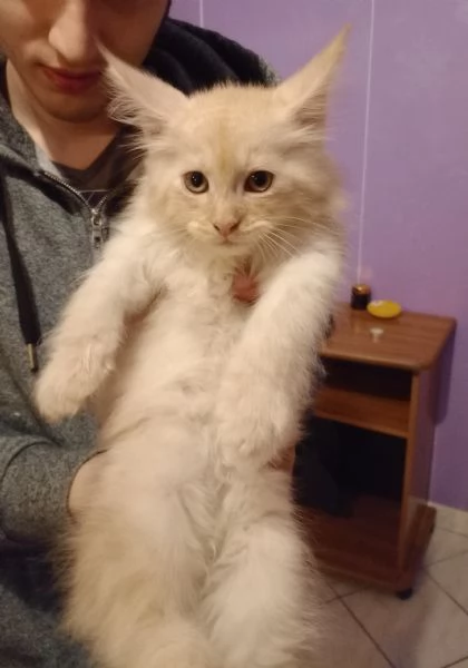 Maine Coon cucciolo | Foto 0