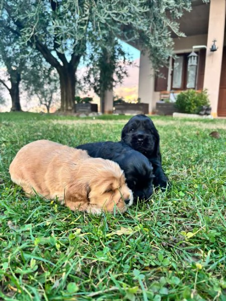 Cocker Spaniel Inglese con pedigree | Foto 0