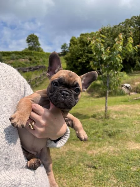 Cuccioli bulldog francese | Foto 1