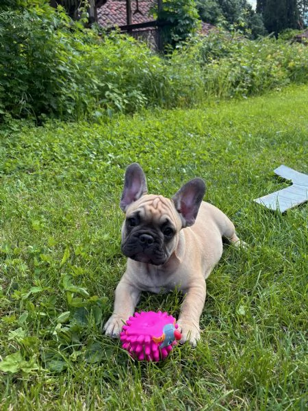 Cuccioli bulldog francese | Foto 0