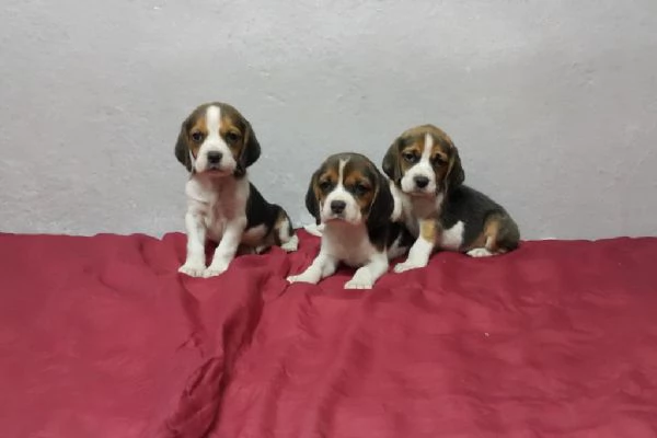 Regala cuccioli di Beagle | Foto 1