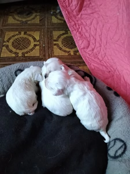 Cuccioli maltese in vendita  | Foto 0