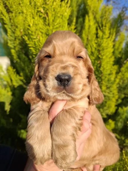 Cuccioli cocker spaniel inglese  | Foto 0