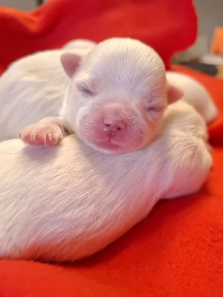 Cuccioli maltese 