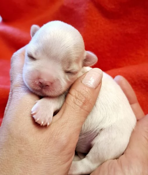 Cuccioli maltese  | Foto 0