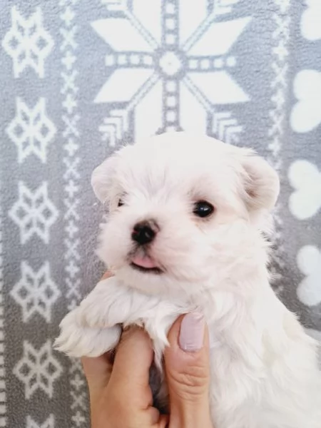 Maltese cuccioli 