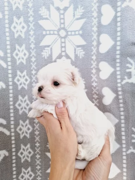 Maltese cuccioli  | Foto 0