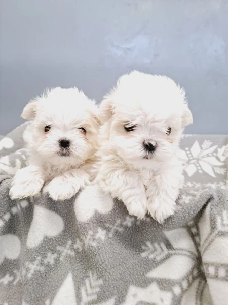 Cuccioli di maltese  | Foto 1