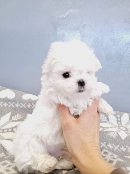 Cuccioli di maltese 