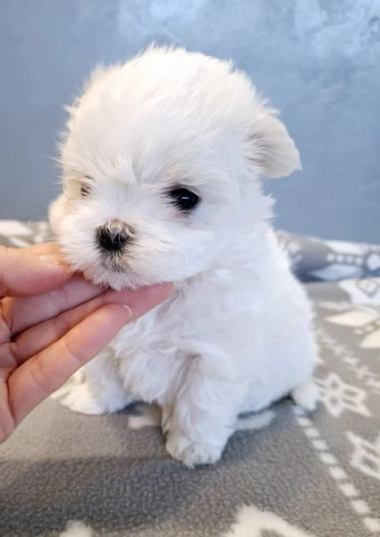 Cuccioli di maltese  | Foto 0